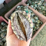 완도 활전복 중소 2kg 35마리 내외 생산자직송 당일작업 집들이 전복찜 횟감용 : 완도남매수산