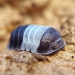 등각류 쿠바리스 판다킹 / 곤충 공벌레 콩벌레 키우기 분해생물 파충류 절지류 비바리움 : 절지류 등각류 파충류분양샵