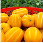 최상급 참외 고당도 성주 가정용 꿀 금싸라기 참외 10kg : 헬스메디칼