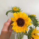 (중매인1호) 미니해바라기 생화 : 영남화훼농협 중매인1호