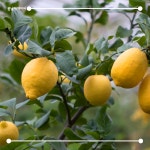 [봄날애제비씨] Lemon Tree, 레몬나무 오렌지레몬나무 결실주 실내 거실화분 반려식물 키우기 레몬트리 : 봄날애제비씨