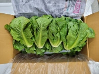 야채이야기 통로메인 2kg 로메인상추 샐러드채소 : 야채이야기