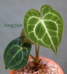 안스리움 클라리네비움 앙비까사 인테리어식물 인테리어화분 : Forest Floor