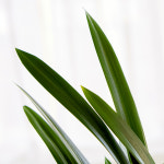 산천보세 꽃배달 : 꽃집청년들