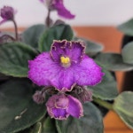 미니바이올렛 블럼러버스캣 (Bloomlovers Cat) : BK식물공간