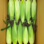 [농장직송] 제주도 특품 초당옥수수 15cm이상 최상급 산지직송 : 단아한우리