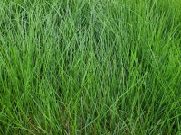 혼합 종자 잔디 씨 씨앗 5kg 경사면 보호 사방 공사 법면 녹화 정원 풀씨 : 수누피팜