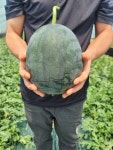 고당도 속이 노란 망고 수박 진짜 달콤한 꿀 흑수박 제철 과일 4kg 산지직송 : 하니의농장
