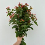 하이베리쿰소재  농장직송 졸업 생일 축하 장미꽃 꽃선물 장미 스승의날 어버이날 기념일 : 송현장미