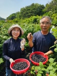 25년 햇 토종 고창복분자 5kg 열매 생과 급냉 선운산 상희농장 : 고창상희팜푸드 상희복분자
