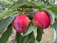 [산지직송] 새콤달콤 자두 (후무사, 추희) : 아미산 농장