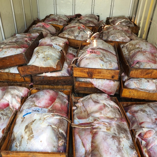 [롯데온] 백년가게 춘포수산 홍어회무침 1kg (12,990원/무료) | 롯데온