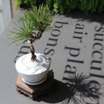 미니 소나무분재 해송 선물하기 좋은 고급스러운 승진 진급 영전화분 : 플랜팁