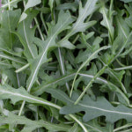 루꼴라 1kg (와일드) : 다봄 푸드