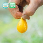 에덴농장자연방목청계청란15구+백봉오골계오골계란15구 유정란달걀난각1번 총30구 : 샘초랑