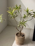 드라세나 송오브인디아 : deep garden
