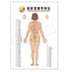 (에이치케어)피지오 경락 표준경혈부위도 후면도  경혈점 인체도 발분포도 경락마사지 에스테틱 : H케어
