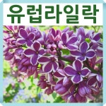 유럽라일락나무 묘목 신품종 센세이션 접목2년 : 경동농원