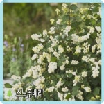 스노우베리 매직컬 갤럭시 네덜란드산 9cm 포트 2개묶음 : 경동농원