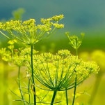 펜넬 (Fennel 회향) 허브 씨앗 20립 소포장 : 모야모가든센터