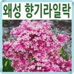 사계 왜성향기라일락나무 묘목 팅커벨 스탠드형 : 경동농원