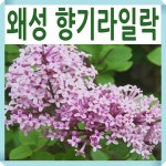 사계 왜성향기라일락나무 묘목 팔라빈 키1m내외 스탠드형 : 경동농원