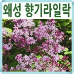 사계 왜성향기라일락나무 묘목 레드픽스 접목1년 : 경동농원