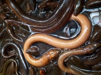 드렁이 진액 드렁허리즙 30-60포 (개별주문) 논드렁이 논장어 웅어 웅지 음지 : 전복마을