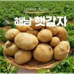 25년 해남 대서감자 홍감자 포슬포슬 카스테라 햇감자 3kg,5kg,10kg : 파머스마마