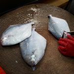 생물병어 병어회(특대 대 중) 손질 목포 생선조림 세꼬시 : 전복마을