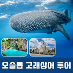 [세부] 오슬롭 고래상어 투말록폭포 성당 투어 패스트트랙 포함 : 필굿투어