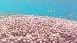 [보험5일가입무료] 세부여행 단독투어 모알보알 : 세부 어드벤처