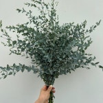 문라군  농장직송 졸업 생일 축하 장미꽃 꽃선물 장미 스승의날 어버이날 기념일 : 송현장미