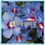 무궁화나무 묘목 마리나 포트묘 : 경동농원