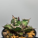 아가베 티타노타 레드캣위즐 / Agave titanota Red Catweazle : 메이리아가베