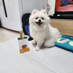 스파라베타칸 펫 반려동물 프리미엄 액상 면역증강제 보조제 노견 강아지용 2개월 50ml : 애니픽 스토어