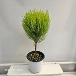 플랜츠영 핫도그 율마 중형 허브 반려식물 35-50cm 149 : 플랜츠 영