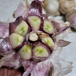 국산마늘 홍산마늘 통마늘 한접 반접 혼합- 김장마늘 : 솔꿈농장