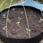 텃밭만들기 화분 시골 농촌 체험 식물키우기 : 트러스티trusty