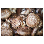 표고버섯 현수막 버섯 포토존 실사출력 현수막 제작 135x90cm 207번 : 키즈나래디자인