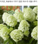 24년 삽목 목수국 리틀스푸키 : 박집사네 정원