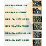 제주 밤호박 미니단호박 보우짱 햇밤호박 산지직송 : 바다빛농장