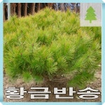 황금반송나무 묘목 접목1년 4주묶음 : 경동농원