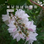 만첩빈도리 꽃색랜덤 [3포트 복남이네야생화 모종 말발도리 deutzia] : 복남이네야생화