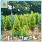 키다리 황금측백나무 묘목 키120cm 분묘 : 경동농원
