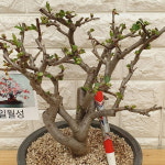 일월성 명자나무200 : 샬롬꽃농원