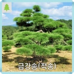 금강송나무 묘목 키120cm : 경동농원