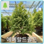 에메랄드골드나무 묘목 키120cm 분묘 개별택배 : 경동농원