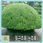 둥근 주목나무 묘목 눈주목 키40cm 2주묶음 : 경동농원