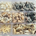 조개 소라 고둥 불가사리 화분 꾸미기용 소품 : 아프리카식물-사바나농장